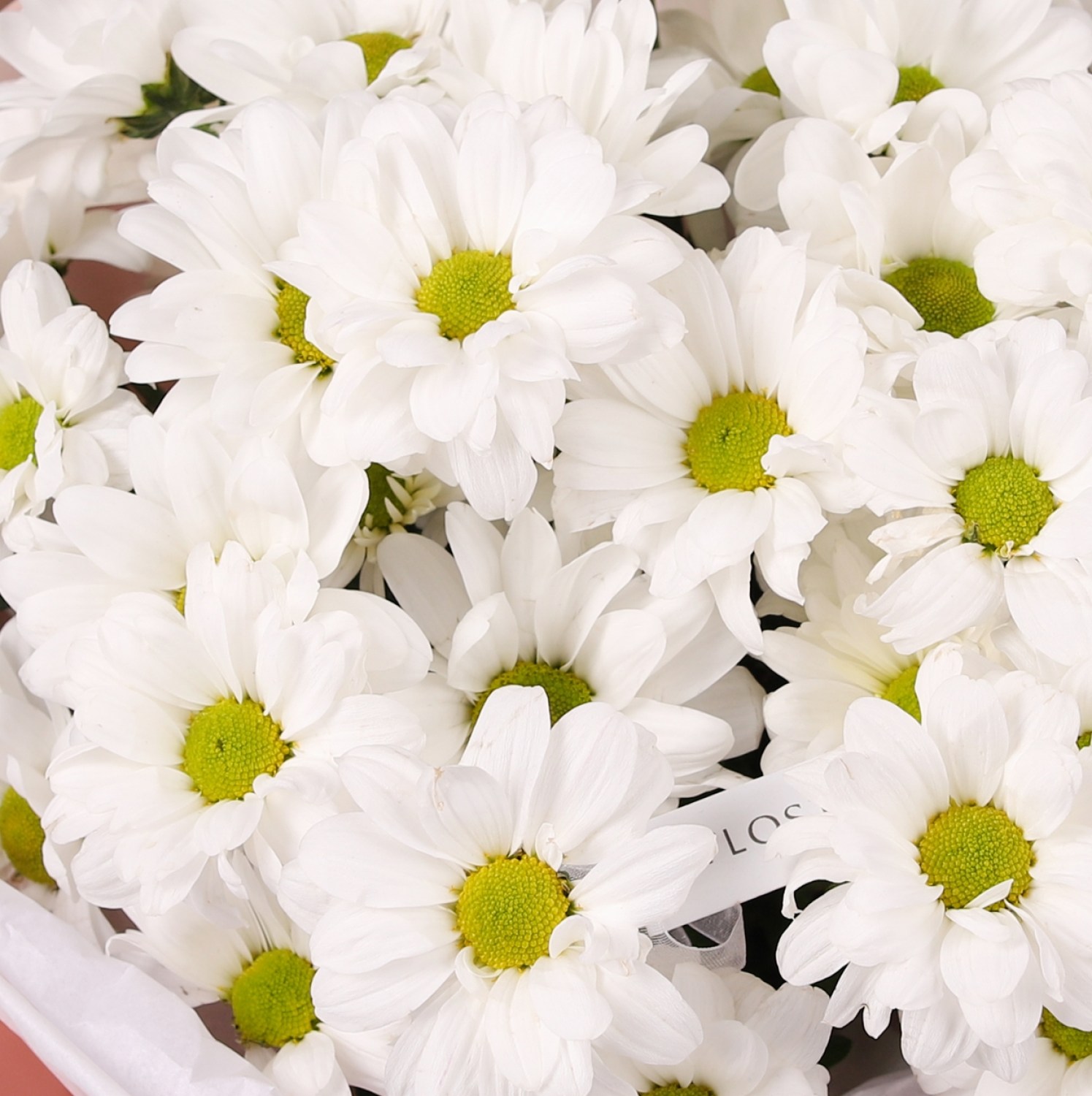 buket romashki hrizantema 7